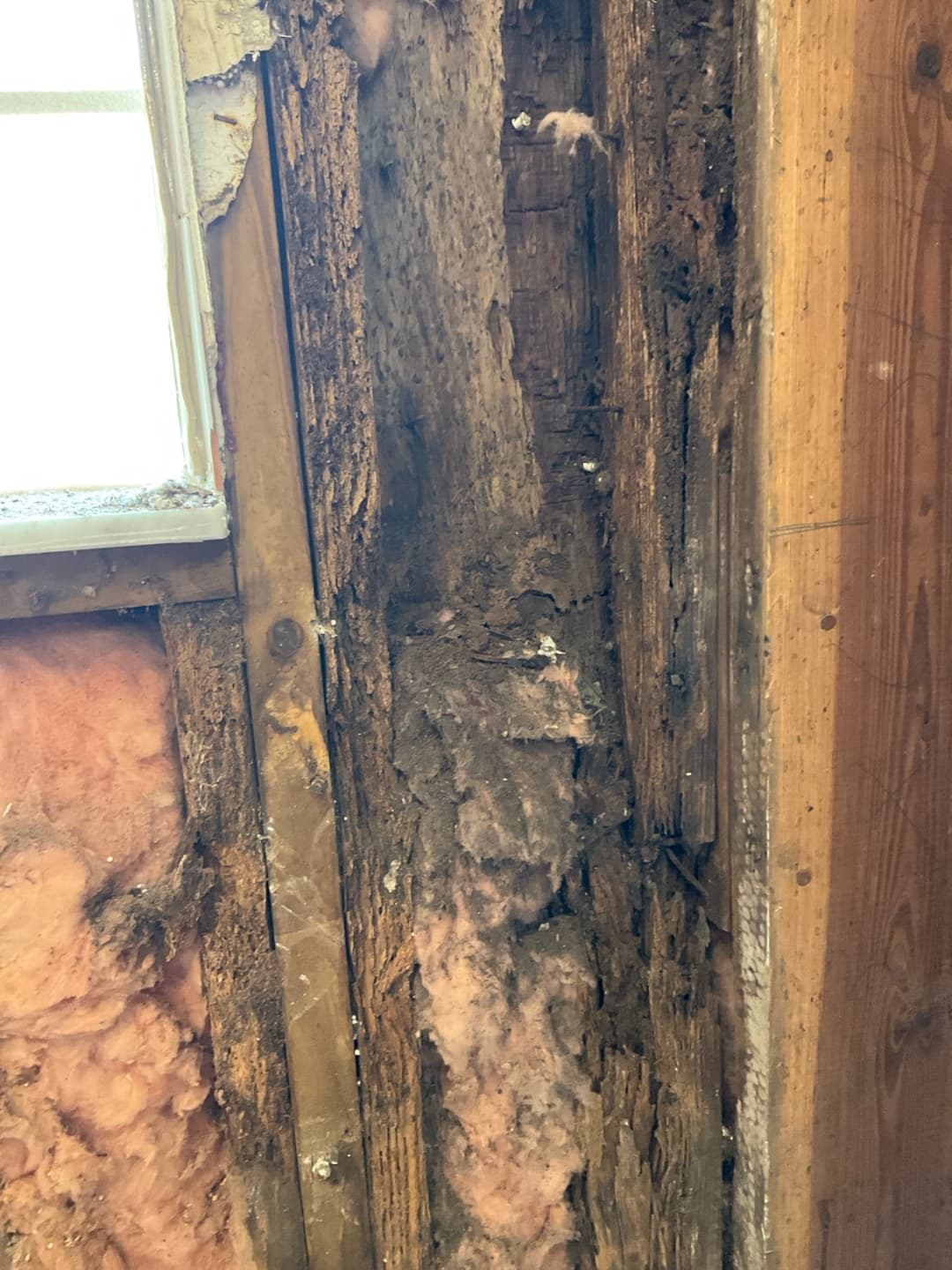 Severely rotted framing member with fresh lumber already sistered in to repair it (real Karhan project)